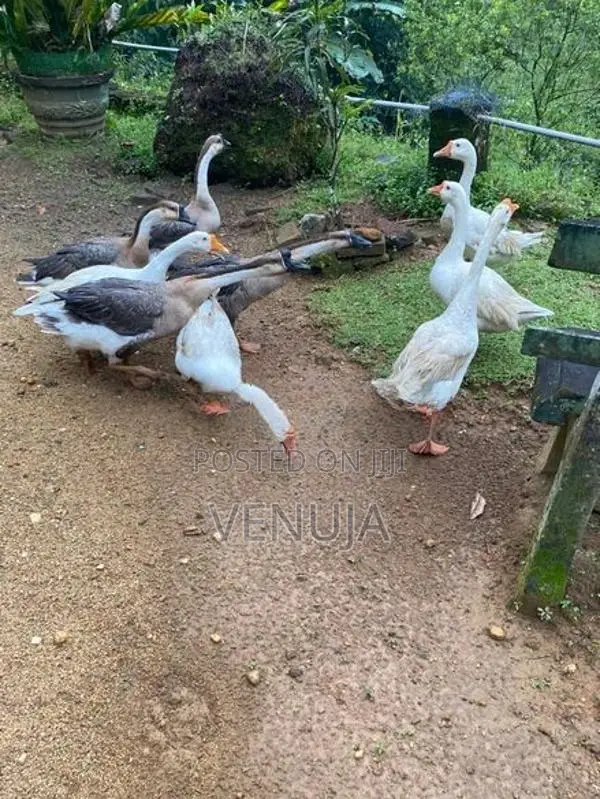 Goose Ducks