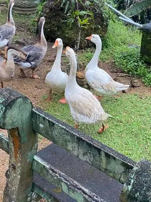 Goose Ducks