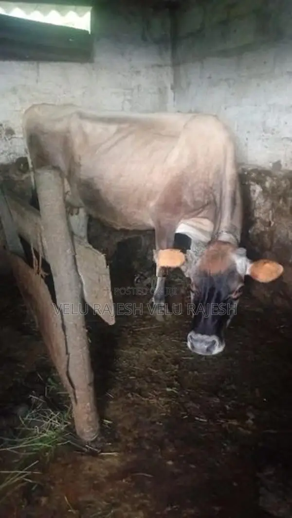 Jersey Cow