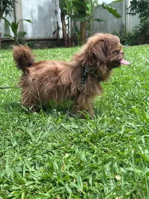 Shih Tzu Puppies
