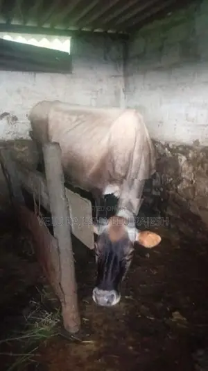 Jersey Cow