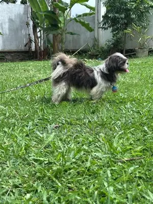 Shih Tzu Puppies