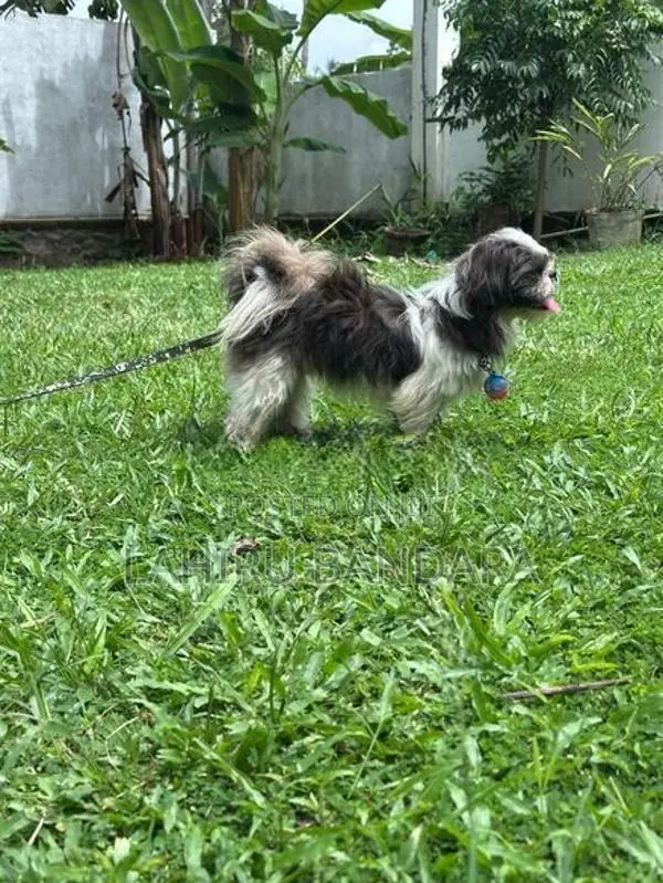 Shih Tzu Puppies
