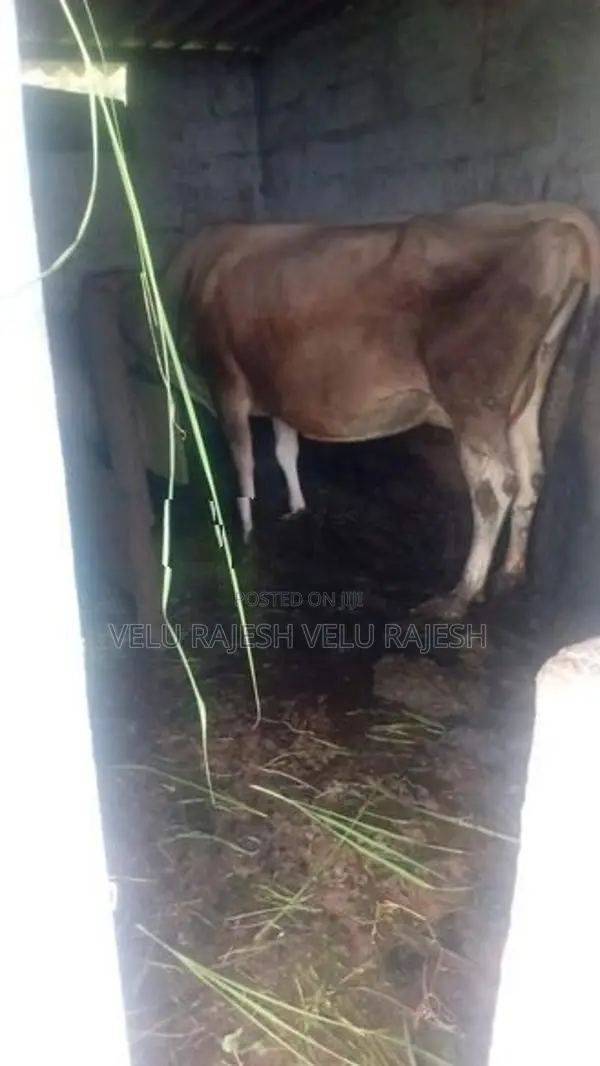 Jersey Cow