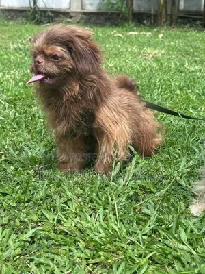 Shih Tzu Puppies