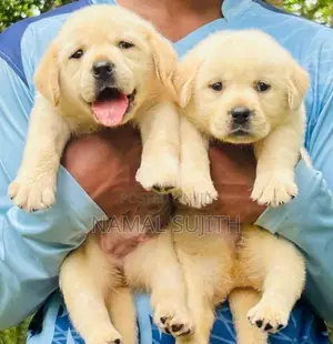 Labrador Puppies