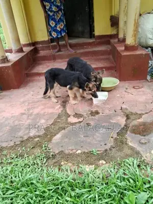 German shepherd puppy