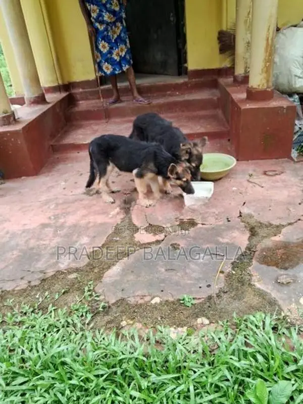 German shepherd puppy