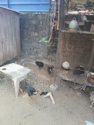 Chicken