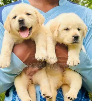 Labrador Puppies