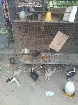Chicken