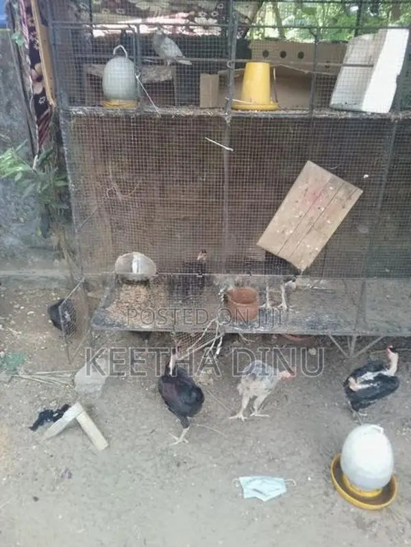 Chicken