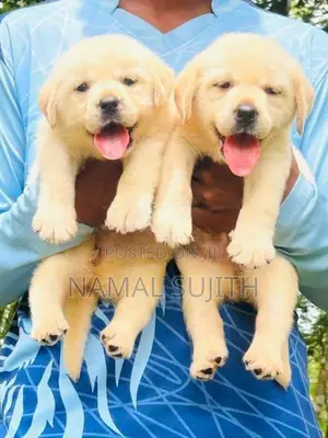 Labrador Puppies