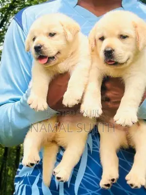 Labrador Puppies