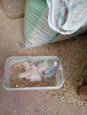 Cocktail Chicks