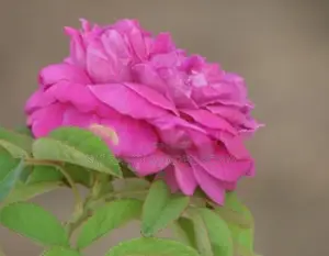ஊர் றோஸ்