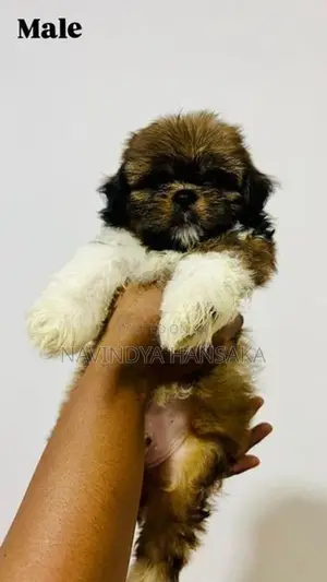 Shih Tzu Puppy