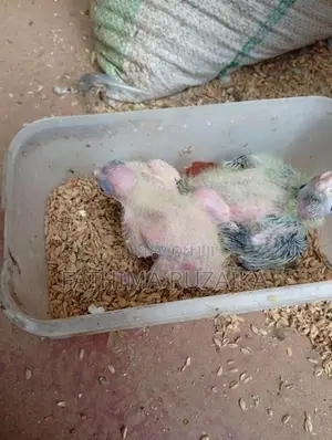 Cocktail Chicks