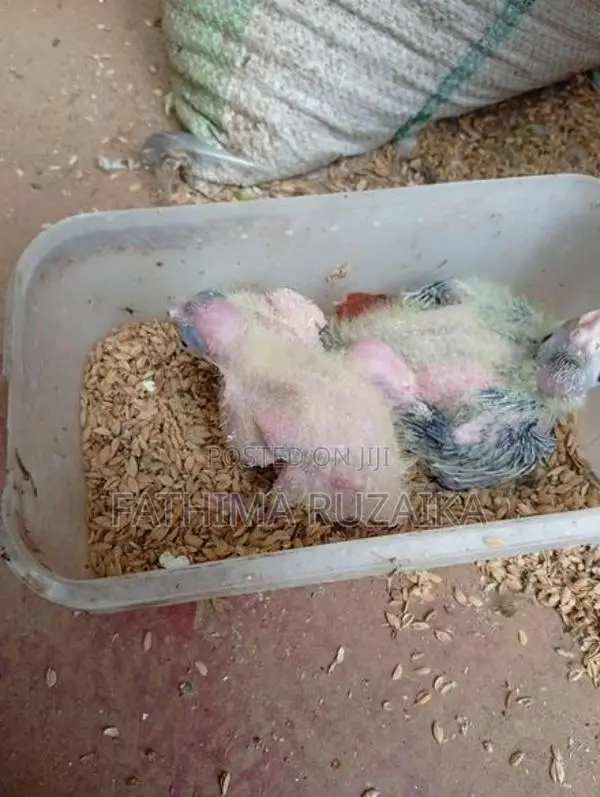 Cocktail Chicks