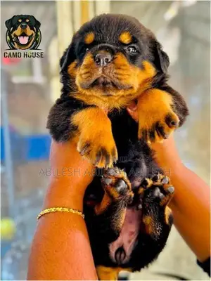Rottweiler