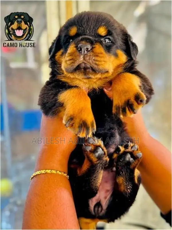 Rottweiler