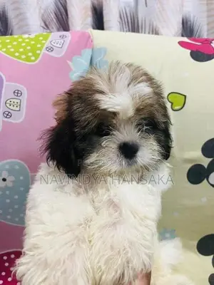 Shih Tzu Puppy