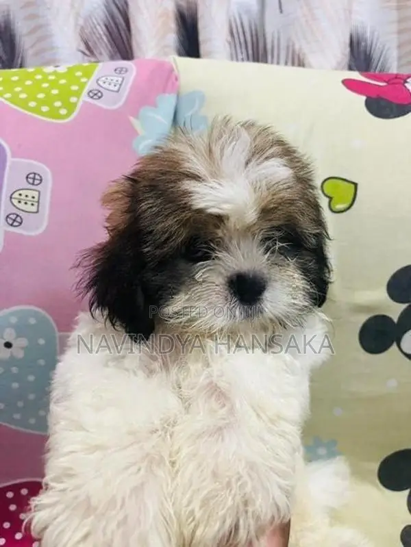 Shih Tzu Puppy