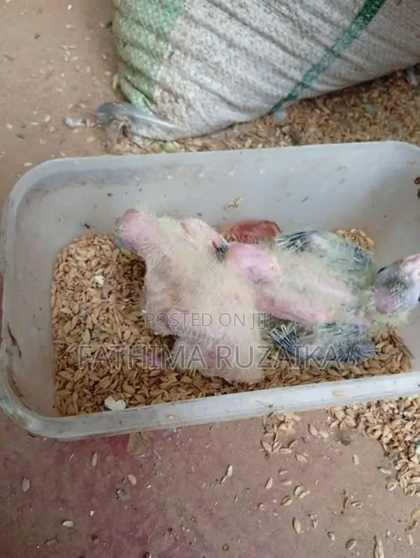 Cocktail Chicks