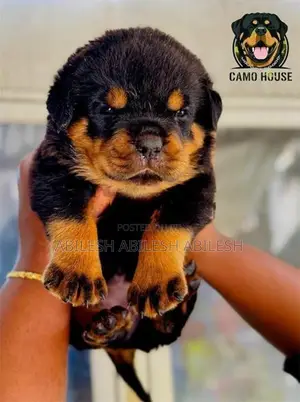 Rottweiler