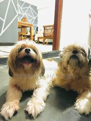 Shih Tzu Puppy