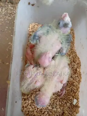 Cocktail Chicks