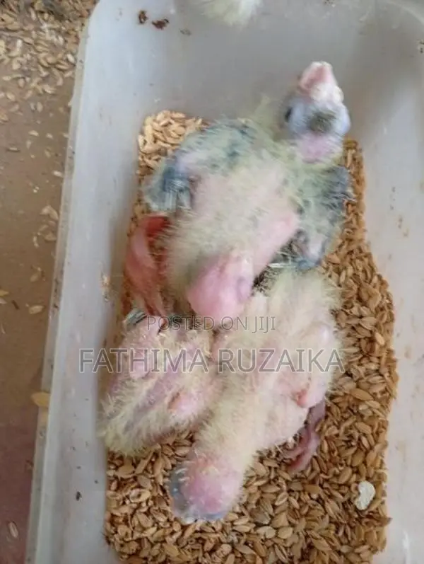 Cocktail Chicks