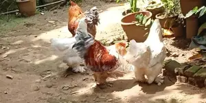 Brahma Chicken