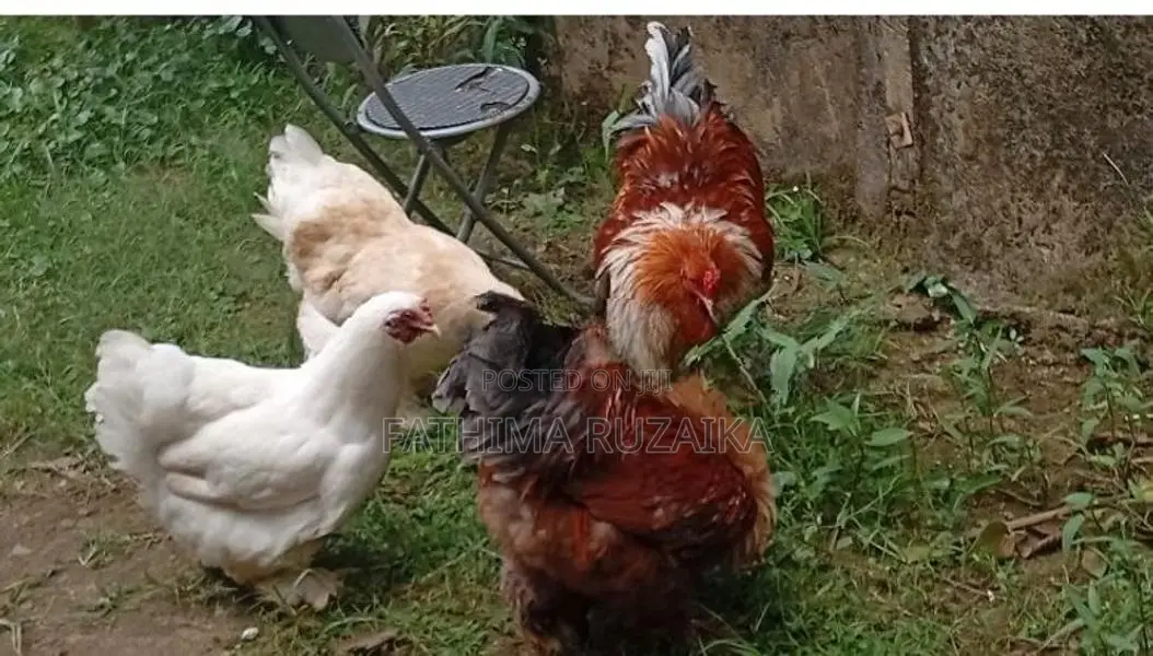 Brahma Chicken