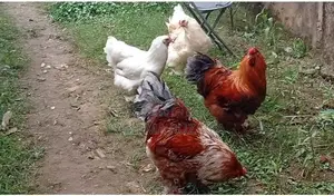 Brahma Chicken
