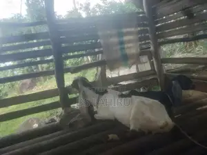 Jamnapari Eluwan