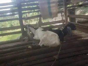 Jamnapari Eluwan
