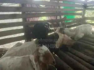 Jamnapari Eluwan
