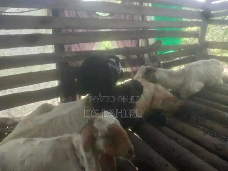 Jamnapari Eluwan