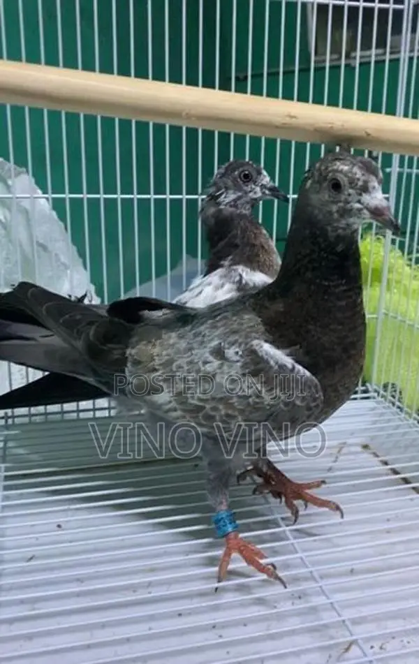 Timing Pigeon