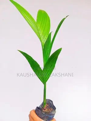 පුවක් පැල