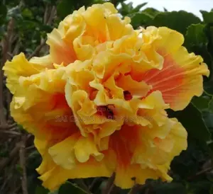 செம்பருத்தி