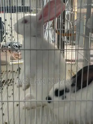 Rabbits