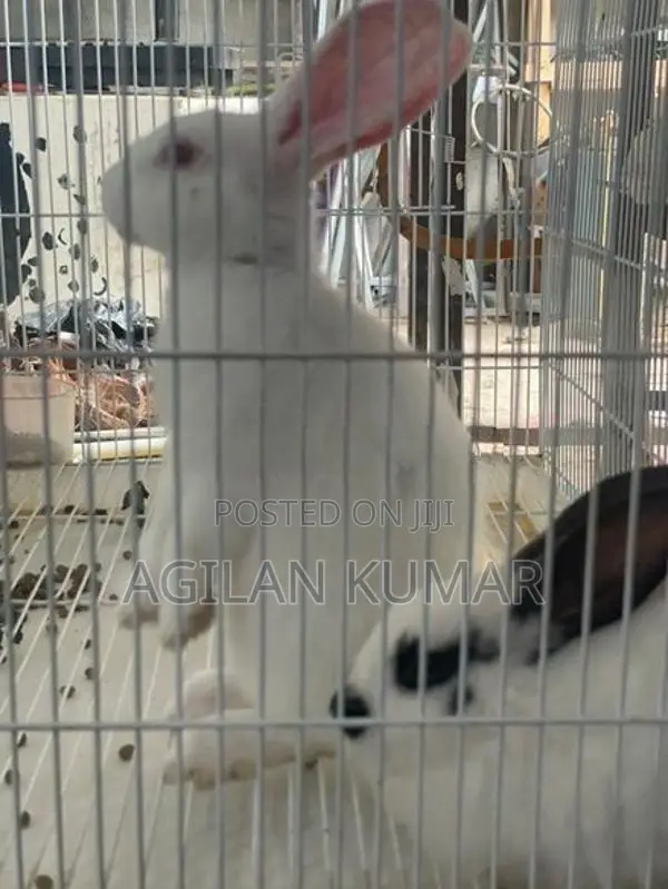 Rabbits