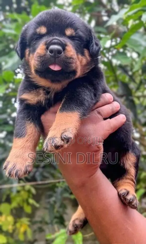 Rottweiler Puppies