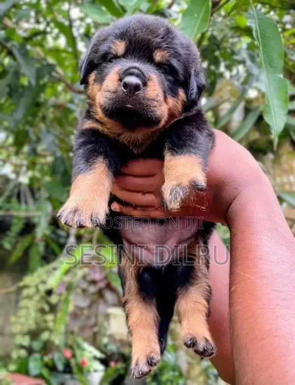 Rottweiler Puppies