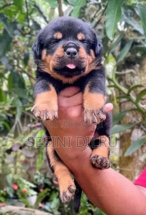 Rottweiler Puppies