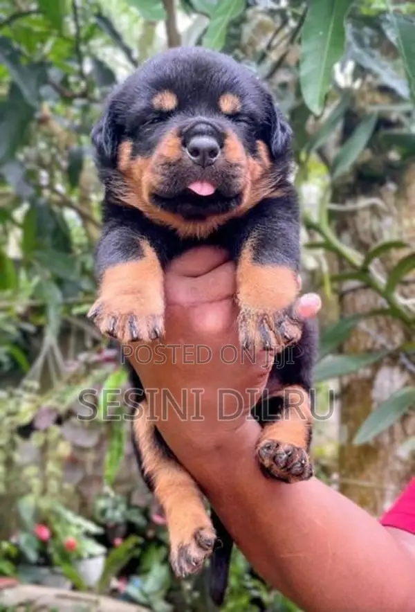 Rottweiler Puppies