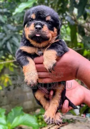 Rottweiler Puppies