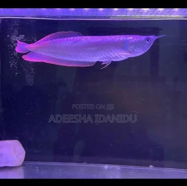 Silver Arowana